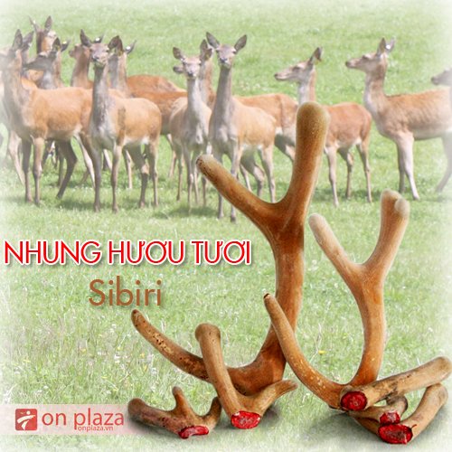 Nhung-huou-tuoi-sibiri-500-500