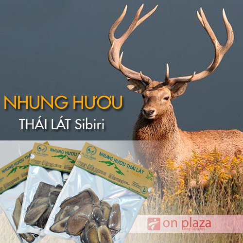 Nhung hươu thái lát sibiri