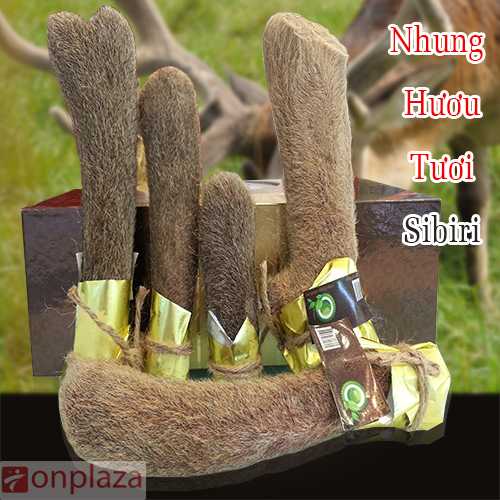Lộc nhung hươu tươi hoang dã